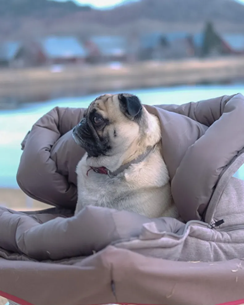 Dog Ofuton Sleeping Bag