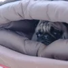 Dog Ofuton Sleeping Bag