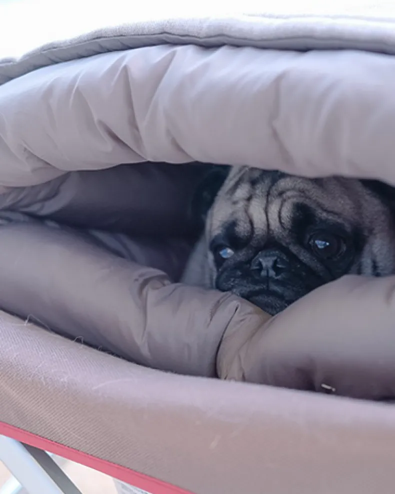 Dog Ofuton Sleeping Bag